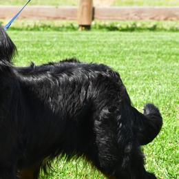 Bernedoodles and Bernese Mountain Dogs from Angel Valley Berners