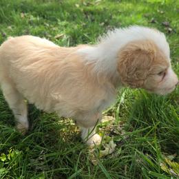 Maggie May - Cream and white female Aussiedoodle puppy in Morganton, North Carolina from David Shields