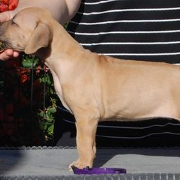 Rhodesian Ridgeback Puppies from Aziza Ridgebacks