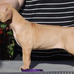 Rhodesian Ridgeback Puppies from Aziza Ridgebacks