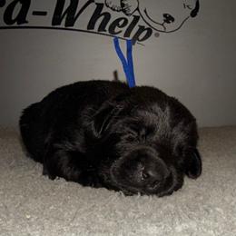Blue - Black male Labrador Retriever puppy in Nampa, Idaho from Breakaway Retrievers
