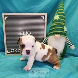 Elio - White male Bulldog puppy in Hillsdale County, Michigan from KZ Bullies LLC