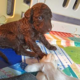 Oakley - Chocolate male Labradoodle puppy in Siloam Springs, Arkansas from Siloam Doodles