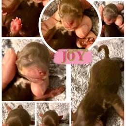 Joy - Chocolate and tan female Yorkshire Terrier puppy in Tangipahoa County, Louisiana from Riche’ Louisiana Yorkies