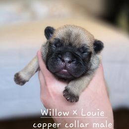Copper collar male - Fawn male French Bulldog puppy in Hamler, Ohio from Smith's Small Town Frenchies