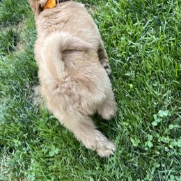 Goldendoodle Puppies from Coal Country Doodles