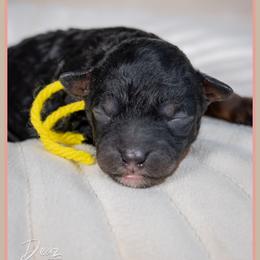 Ghost - Black and tan male Cockapoo puppy in Connersville, Indiana from Deaz Doodle Ranch