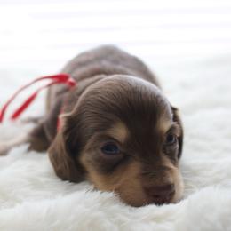 Lily - Chocolate and cream female Dachshund puppy in Morrow, Ohio from Courtney’s Colorful Doxies