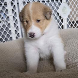 Girl 1 - female Collie puppy in Temple, Pennsylvania from Rimma's Pawfect Collies