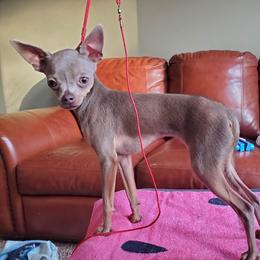Pixie - Russian Toy