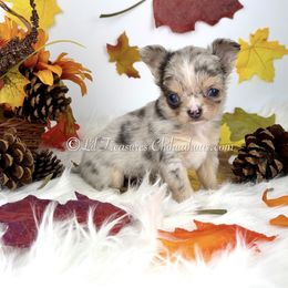Eep - Merle female Chihuahua puppy in Anderson, South Carolina from Lil Treasures Chihuahuas