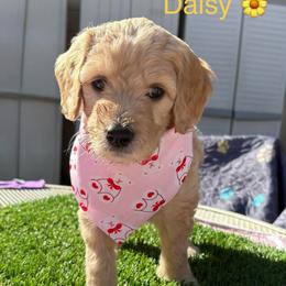 Daisy - Golden female Double Doodle puppy in El Cajon, California from Calibear Doodles