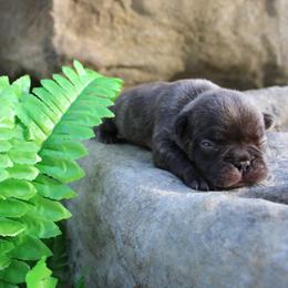 Chunka - Blue fawn male French Bulldog puppy in Saucier, Mississippi from Mississippi Sound Frenchies