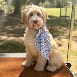 Sophie - Caramel female Australian Labradoodle puppy in Hartshorne, Oklahoma from Jena Edmond