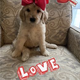 Goldendoodle Puppies from C.P. Puppy Buddies
