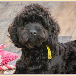 Burns - Black male Cockapoo puppy in Connersville, Indiana from Deaz Doodle Ranch