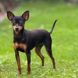 Prague Ratter puppies from North Star Gem’s Prague Ratters