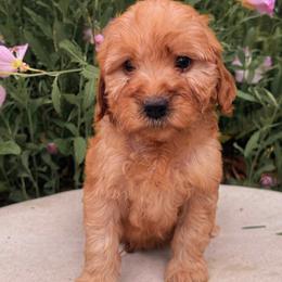 Rose - Red  female Goldendoodle puppy in Temecula, California from Country Hills Doodles