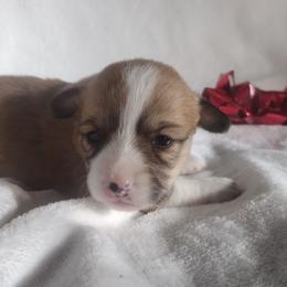 Triple Clear, CKC, OFA parents - Red and white female American Corgi puppy in Harpursville, New York from Rex Farm Corgis