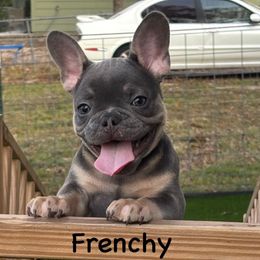 Frenchy - Blue female French Bulldog puppy in Greenville, Texas from Lisa's French Bulldogs