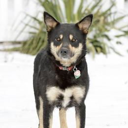 Annukka - Lapponian Herder