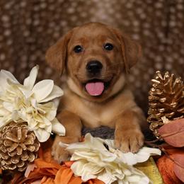 Aurora - Yellow female Labrador Retriever puppy in Twin Falls, Idaho from Whispering White Pines Labradors