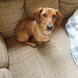 Chatty - Red female Dachshund puppy in Brave, Pennsylvania from Maple Moon Mini Dachshunds