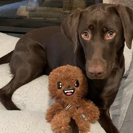 Rey - Labrador Retriever