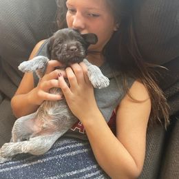 Wirehaired Pointing Griffon Puppies from Sagebrush Pointing Griffons