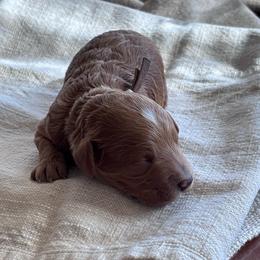 Brown collar boy - Apricot male Poodle puppy in Skamokawa, Washington from East Valley Pups