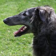 Borzois from Coburn Borzoi's