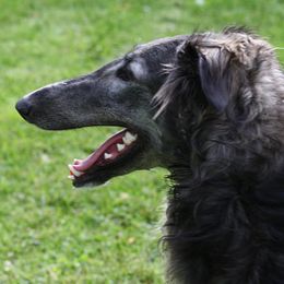 Borzois from Coburn Borzoi's
