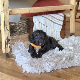 F1B Meet Licorice :) - Black and white male Cavapoo puppy in Centerville, Iowa from Barnyard Dachshunds, Dals & Doodles