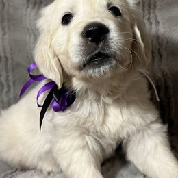 Golden Retriever Puppies from Southern Utah Goldens