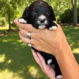 Lady bug - Black female Cavapoo puppy in Yuciapa, California from AlltheDoodlez_