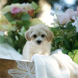 Martini - Cream male Maltipoo puppy in Deming, Washington from Heavenly Puppies to Love
