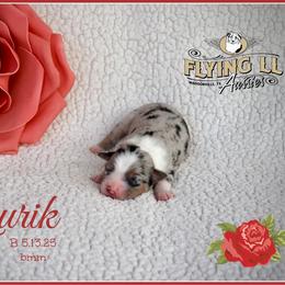 Yurik - Blue merle male Miniature Australian Shepherd puppy in Madisonville, Texas from Flying LL Aussies