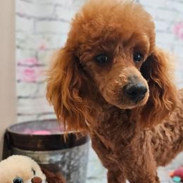 Stacy - Poodle