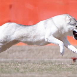 Siberian Huskies from Saturn's Siberians