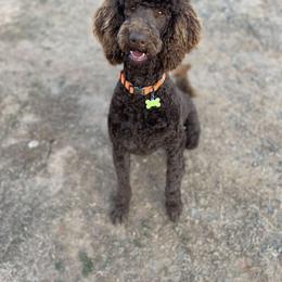 Kash - Poodle