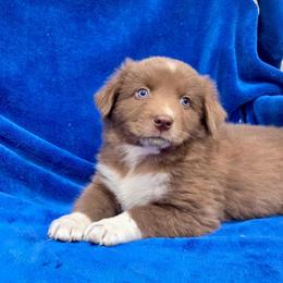 Freddy - Red & white male Australian Shepherd puppy in Collinston, Utah from Corbridge Aussies