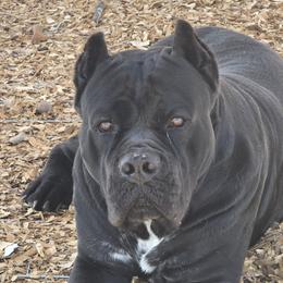 Lawman - Cane Corso