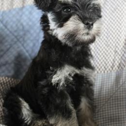 Teeny - Black and silver female Miniature Schnauzer puppy in Richardton, North Dakota from Crooked Tree Ranch