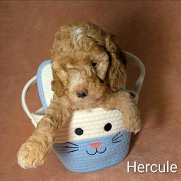 Hercule - Golden male Cockapoo puppy in Sunset, Louisiana from Cano Cockapoos