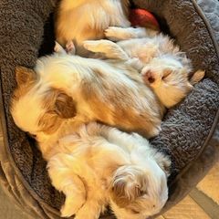 Japanese Chin Puppies from CindyLynnsChins
