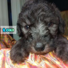 Bedlington Terrier Puppies from Dreamy Muse Bedlingtons