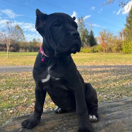 Zoey (ears are cropped) - Black female Cane Corso puppy in Lititz, Pennsylvania from Lititz Cane Corsos