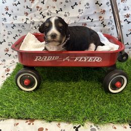 Willow - White and black female Bordoodle puppy in Republic, Missouri from Holland Hilltop Farm