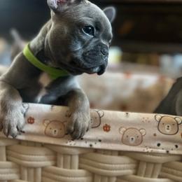Bentley - Blue male French Bulldog puppy in Antioch, California from Wrinklez N Pawz Frenchies