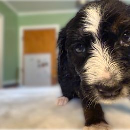 Mickey - Black tri-color male Aussiedoodle puppy in Tulsa, Oklahoma from Vali Girl Aussiedoodles
